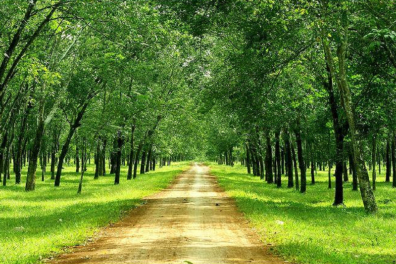 Xây nhà trên đất nông nghiệp có buộc phải tháo dỡ không?