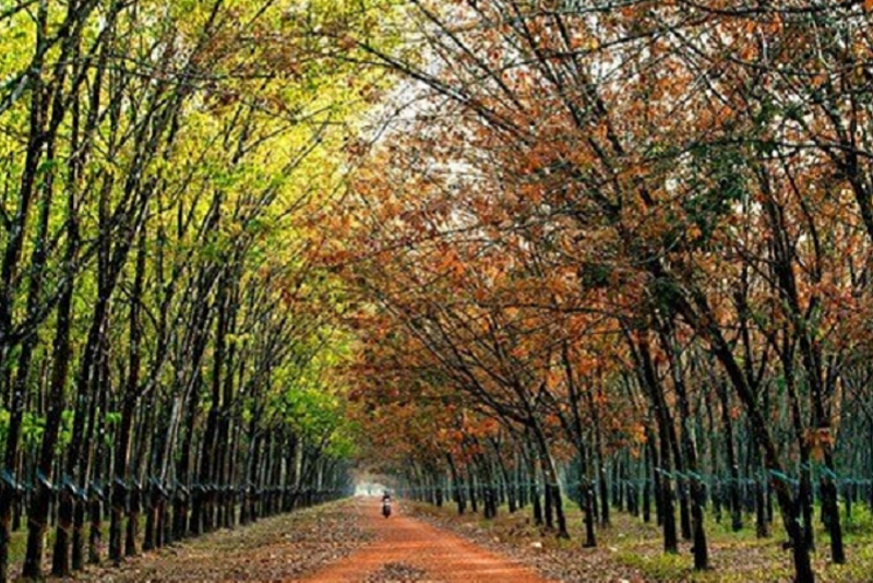 Đất rừng sản xuất có lên được thổ cư không?