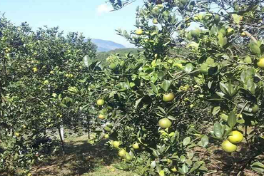 Đất nông nghiệp: Phân loại và hạn mức