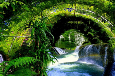 Đất trồng cây lâu có được phép chuyển sang đất ở hay không?