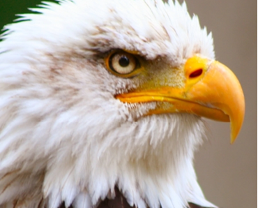 Đại bàng tái sinh: đương đầu hoặc là chết